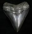 Sharply Serrated SC Megalodon Tooth - #4266-1